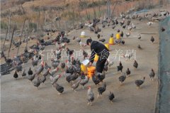 散養(yǎng)蘆花雞