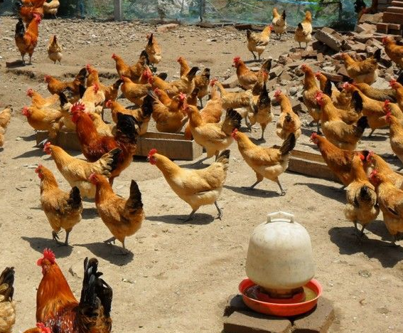 麻羽綠殼蛋雞苗